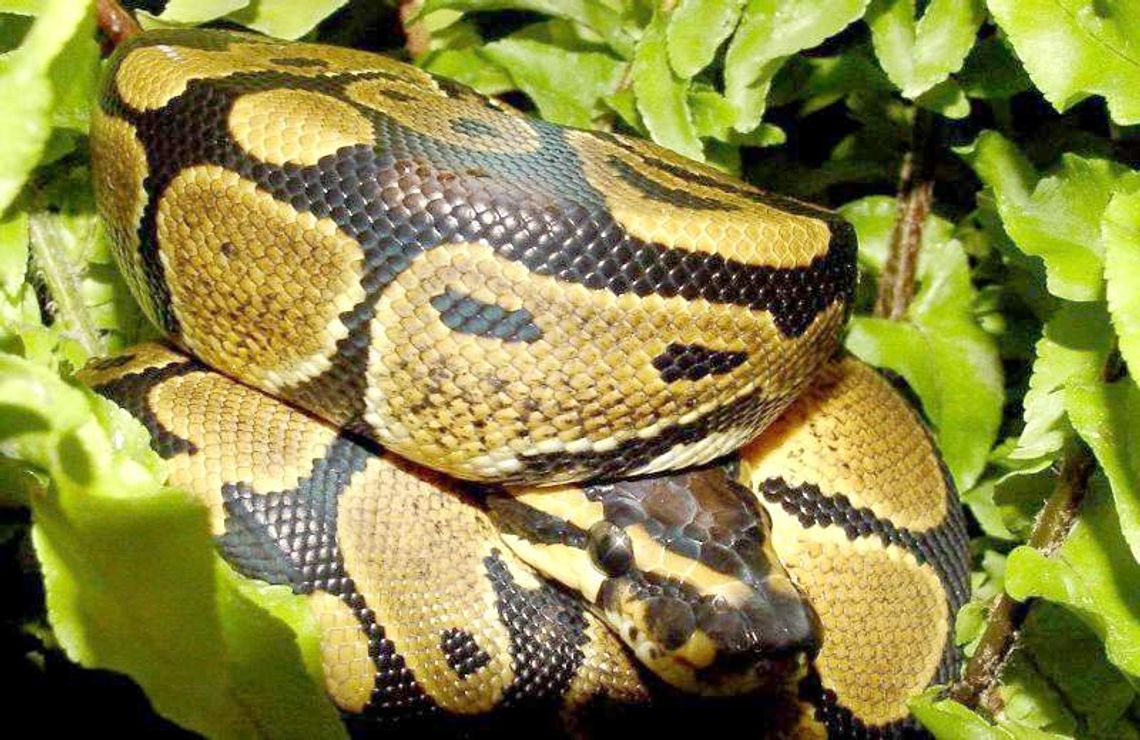 Walentynki w zoo: Miłosny uścisk z pytonem królewskim