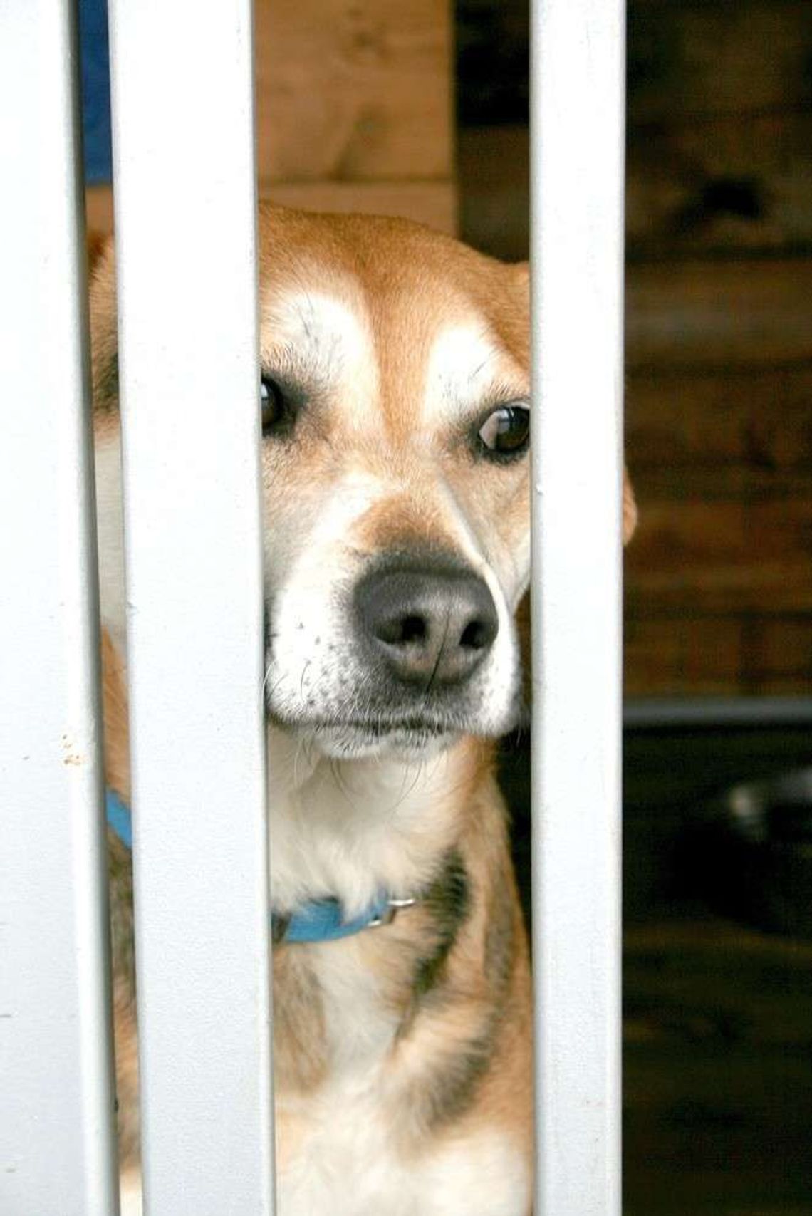 Walentynkowy Spacer z psami ze schroniska w Puławach