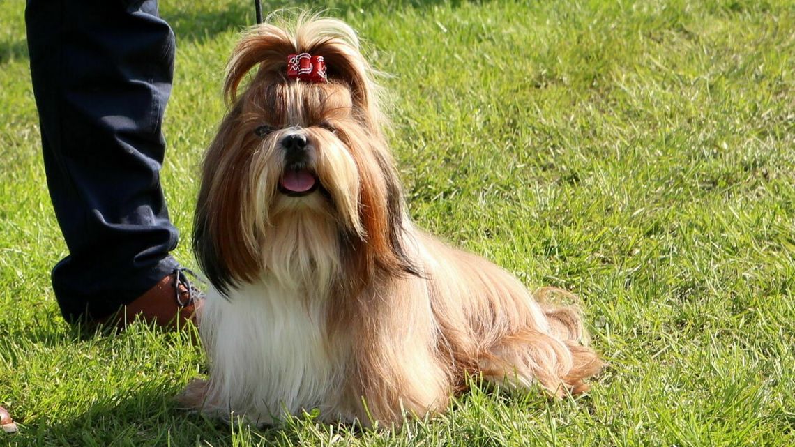 Walka o tytuł czempiona. "Sonia chodzi do szkoły" 