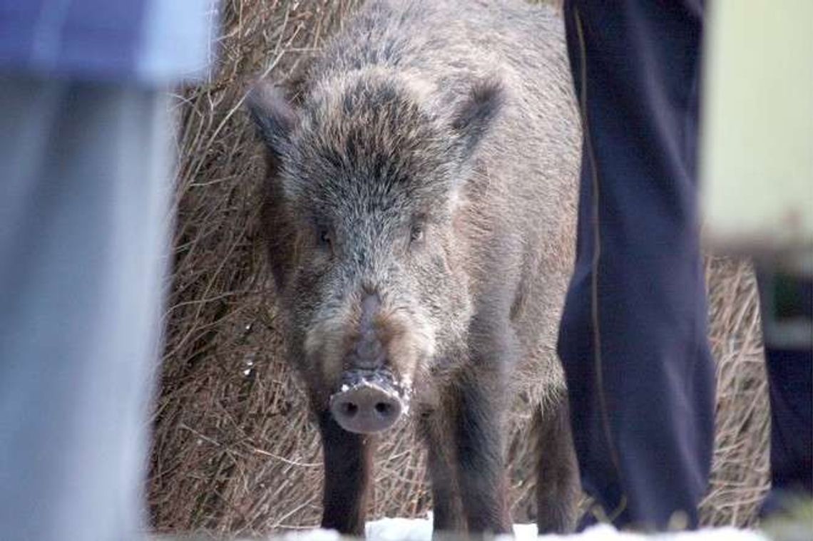 Walka z ASF: Leśnicy, myśliwi i żołnierze idą do lasu liczyć dziki