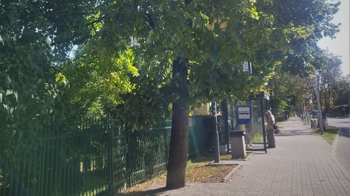 Wandal w dziwny sposób wykańcza starą lipę. Ratusz próbuje go namierzyć 