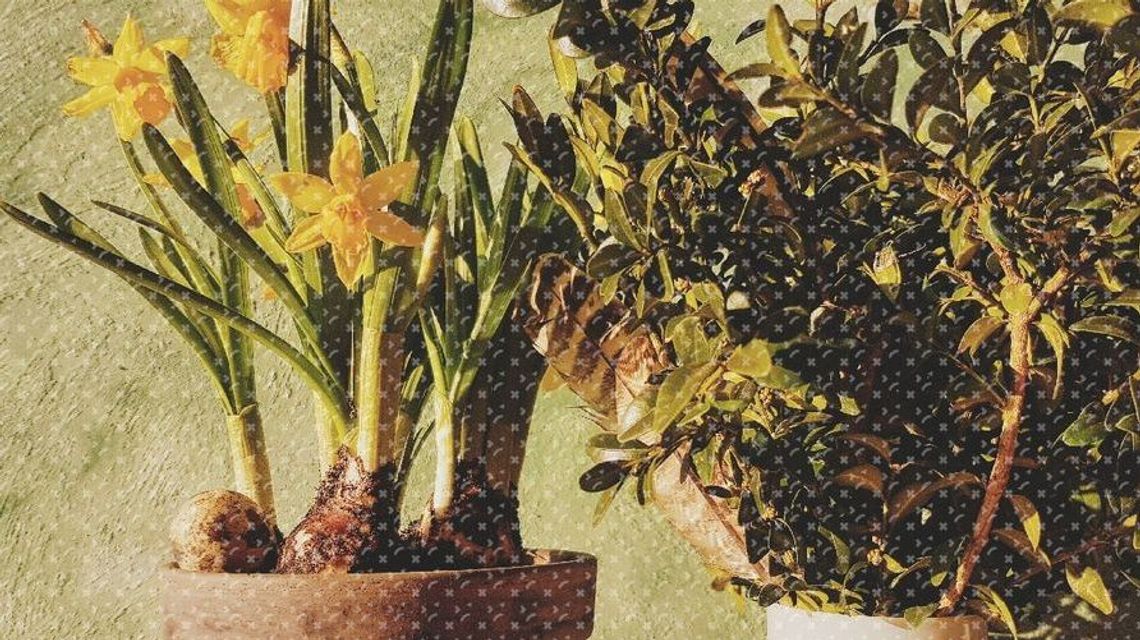 Warsztaty tworzenia świątecznych dekoracji Warsztaty tworzenia świątecznych dekoracji