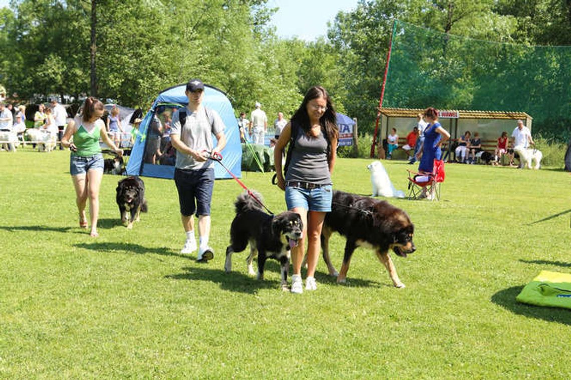 Wąwolnica. Rasowe piękności na boisku