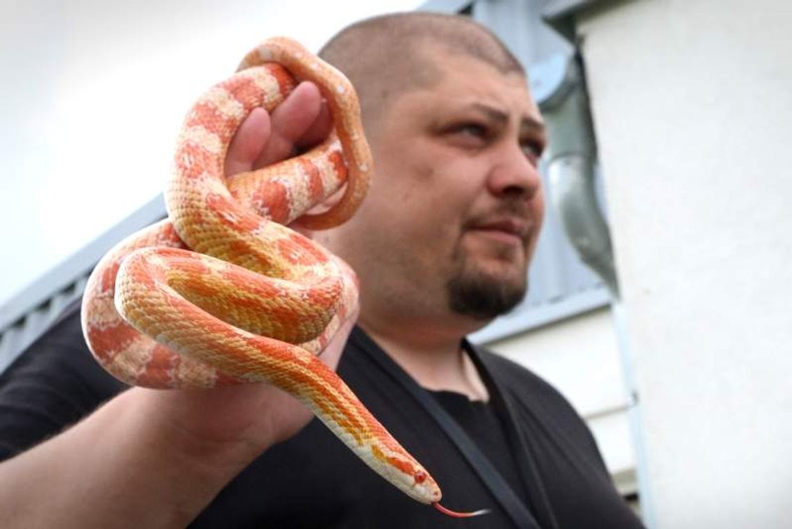 Wąż pełzał na poczcie. Policja szuka nadawcy nietypowej paczki (wideo) Wąż pełzał na poczcie. Policja szuka nadawcy nietypowej paczki (wideo)