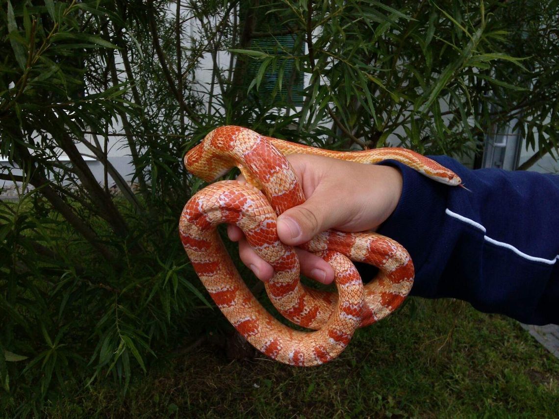 Wąż wypełzł z paczki w sortowni pocztowej na Felinie