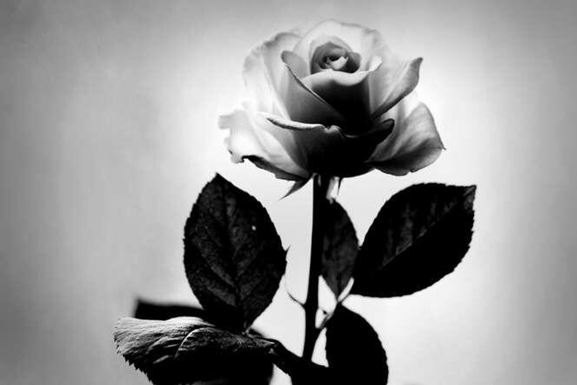 Wbił jej nóż w brzuch, na ciele zostawił kwiaty. Koniec procesu Przemysława K.