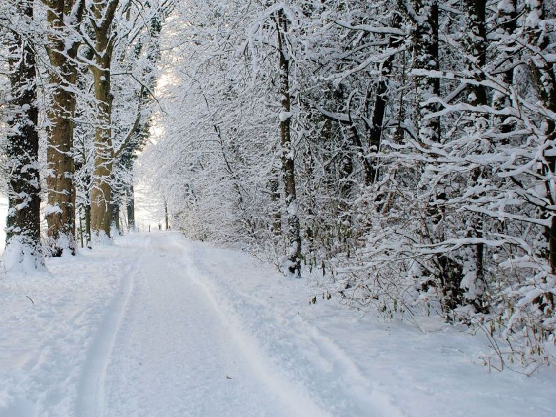 We trzech próbowali ukraść drzewo z lasu We trzech próbowali ukraść drzewo z lasu
