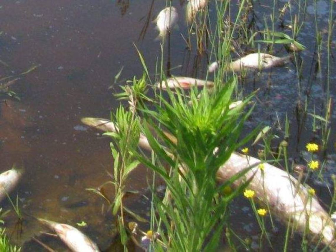 Wędkarze alarmują o śniętych rybach w akwenach obok Bugu Wędkarze alarmują o śniętych rybach w akwenach obok Bugu