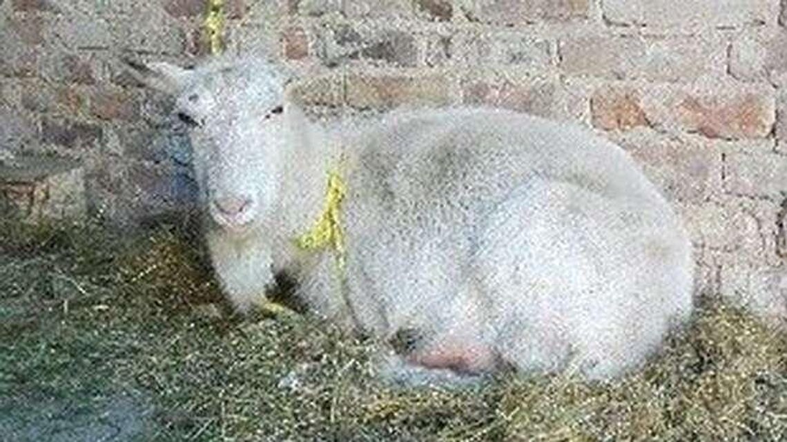 Wędrowała przy drodze i wpadła do rowu. Czyja to koza?