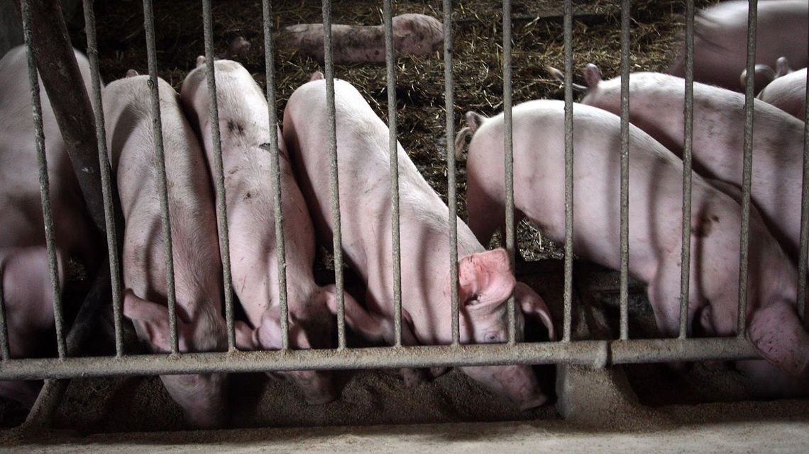 Weterynarz proponował podmianę próbek krwi od świni. Rolnik oburzony decyzją sądu Weterynarz proponował podmianę próbek krwi od świni. Rolnik oburzony decyzją sądu