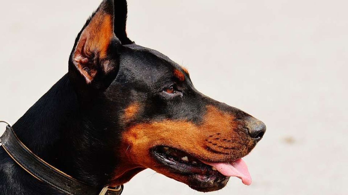 Weterynarz przycięła szczeniakom ogony i uszy. Jest wyrok