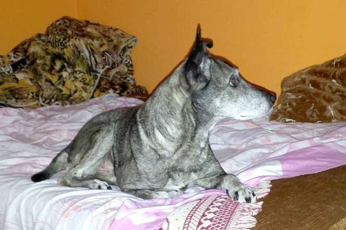 Weterynarz uśpił jej psa. Kilka dni później znalazła zwłoki zwierzęcia przy drodze