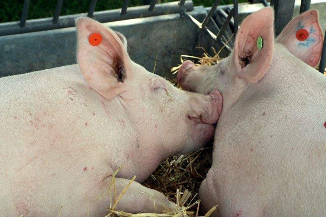 Weterynarze w gotowości. Kontrole transportów świń