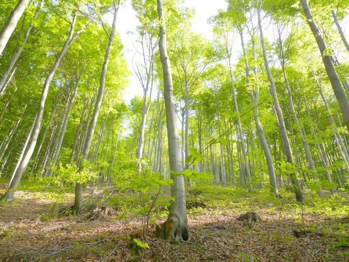 Weź pieniądze, posadź las Weź pieniądze, posadź las