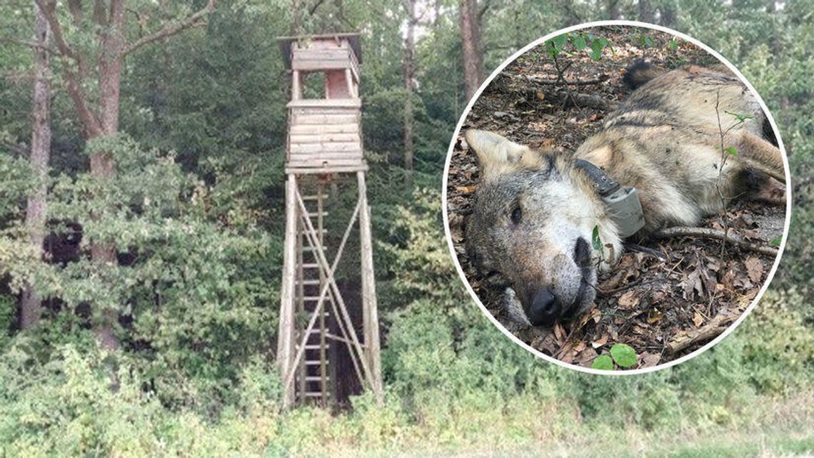 Wiadomo już kto zastrzelił wilka Kosego z Roztoczańskiego Parku Narodowego