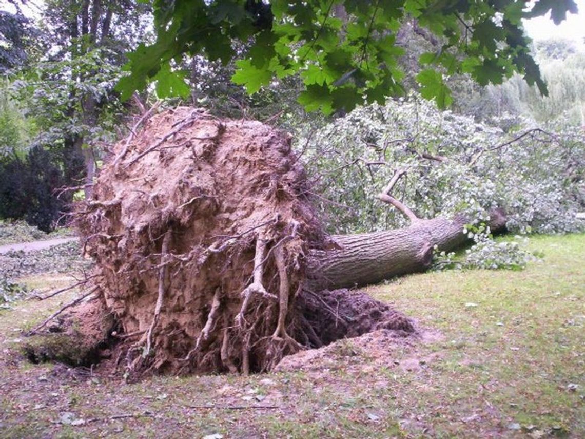 Wichury spustoszyły park i połamały drzewa w Nałęczowie