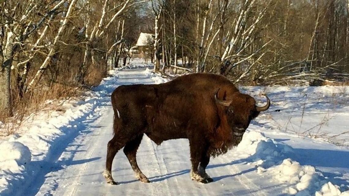 Widzieli go strażnicy i pracownicy parku. Żubr zamieszkał w powiecie bialskim 