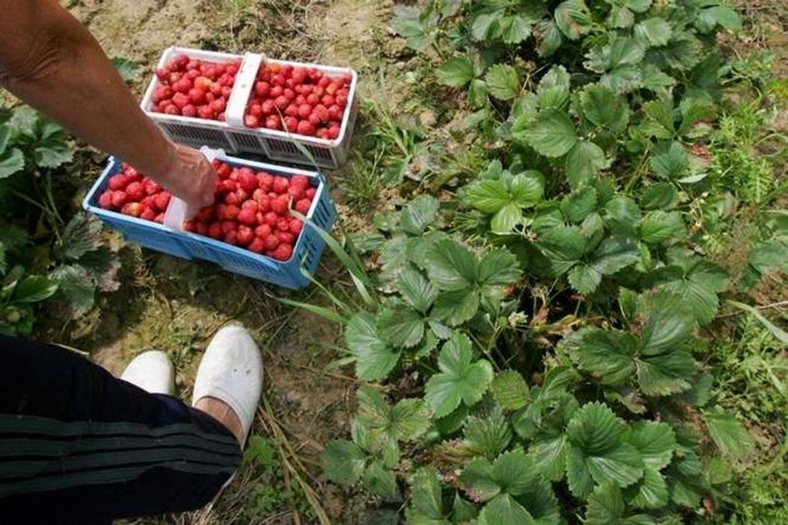 Więcej dopłacą do malin i truskawek Więcej dopłacą do malin i truskawek