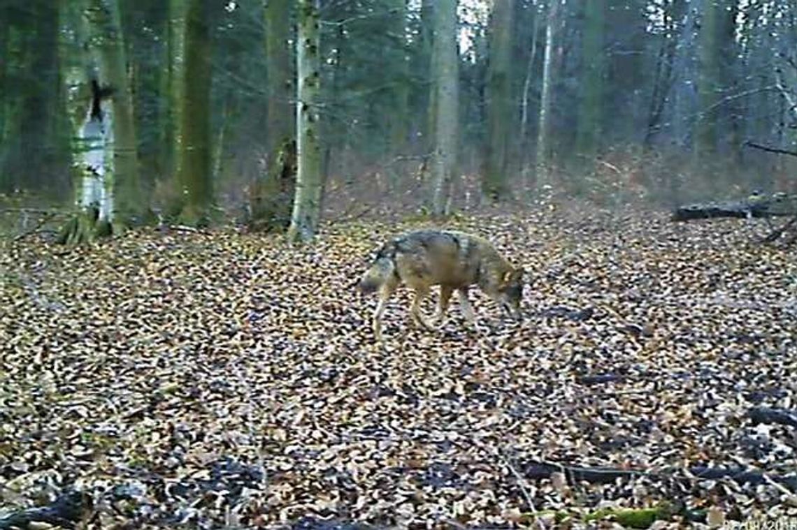Więcej jeleni i dzików, coraz mniej zajęcy w Roztoczańskim Parku Narodowym