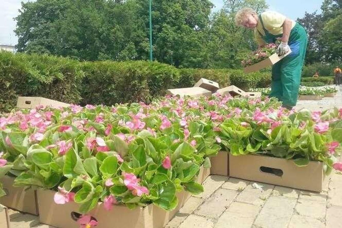 Więcej zieleni i kwiatów w Lublinie. Ozdobią drogi, ronda, a nawet prywatne posesje