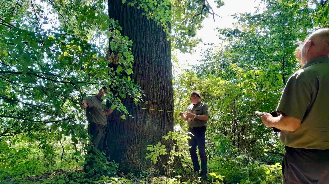 Wiekowy i gigantyczny. Ten dąb zyskał specjalny status 