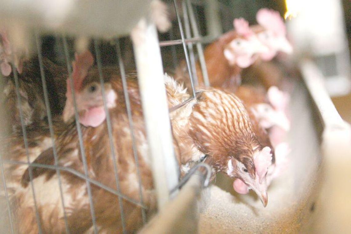 Większe klatki dla kur niosek, droższe jajka?