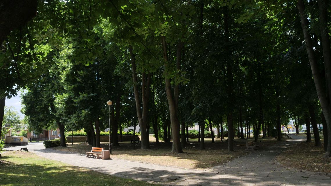 Wielka rewitalizacja w Kraśniku. W planach była wycinka ponad 120 drzew Wielka rewitalizacja w Kraśniku. W planach była wycinka ponad 120 drzew