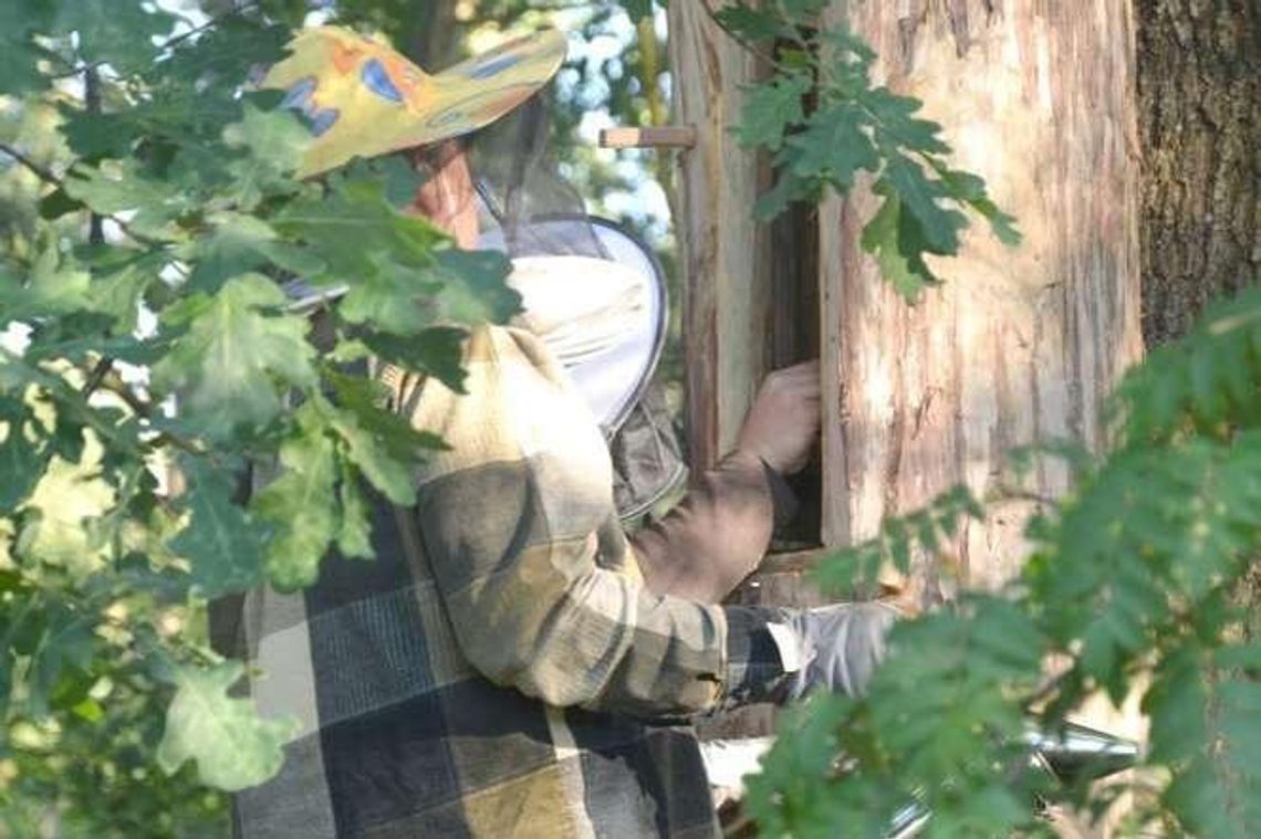 Wielka rola małej pszczoły. Chcą odrodzić bartnictwo