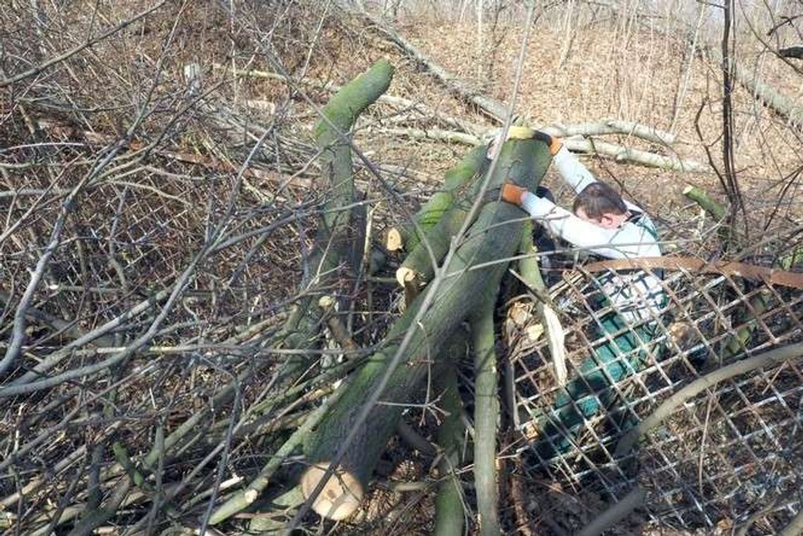 Wielka wycinka drzew w Lublinie. Tną dopóki PiS nie zmieni ustawy Wielka wycinka drzew w Lublinie. Tną dopóki PiS nie zmieni ustawy