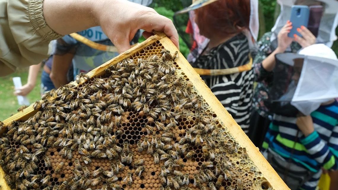 Wielki Dzień Pszczół. Co nam dają i co by się stało, gdyby ich zabrakło