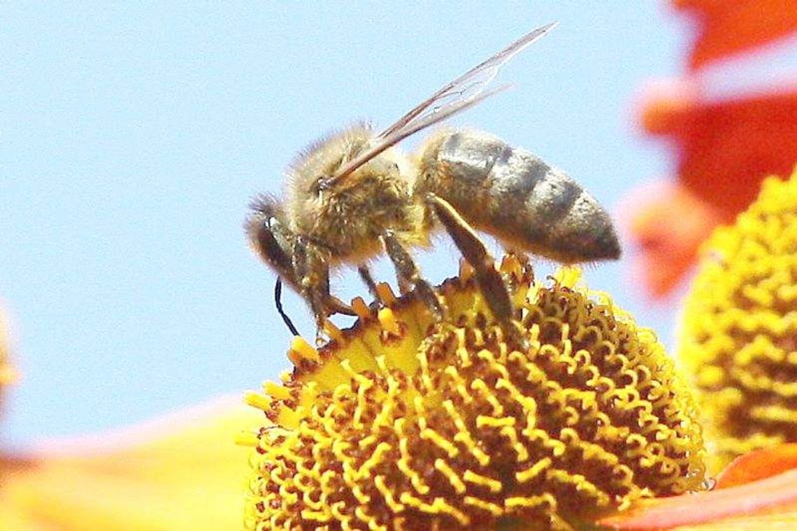 Wielki Dzień Pszczół w parkach i ogrodach