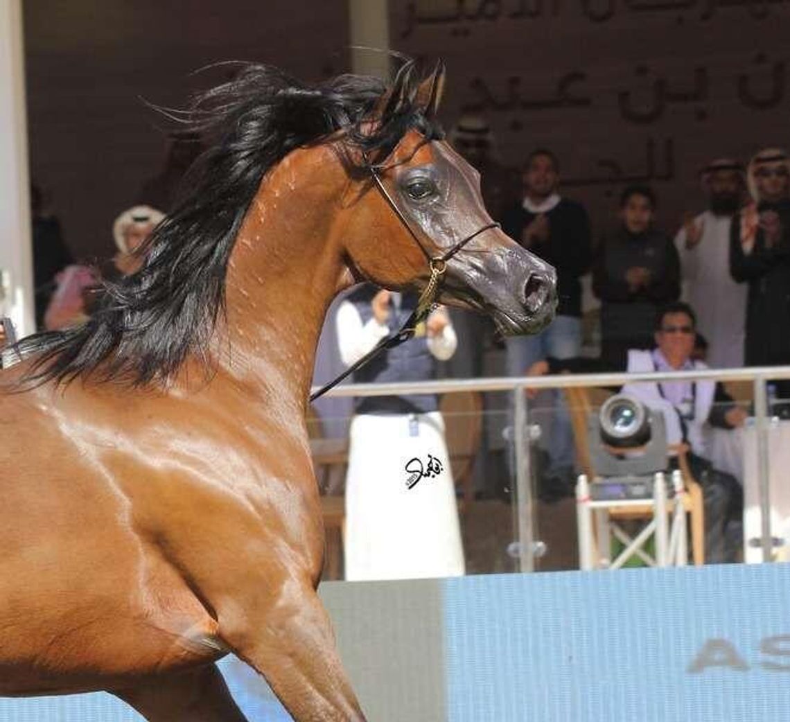 Wielki powrót. Pinga jest już w Janowie Podlaskim 