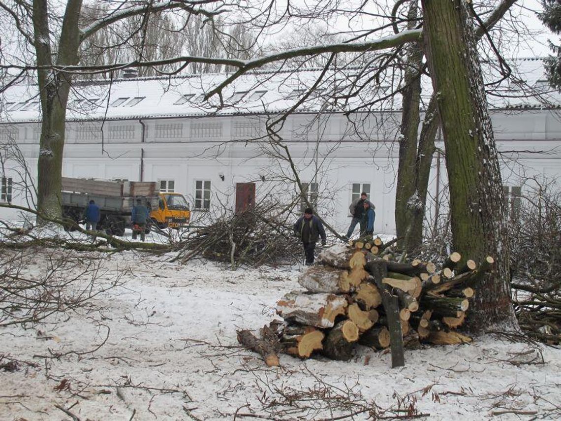 Wielkie cięcia w parku Radziwiłłów Wielkie cięcia w parku Radziwiłłów