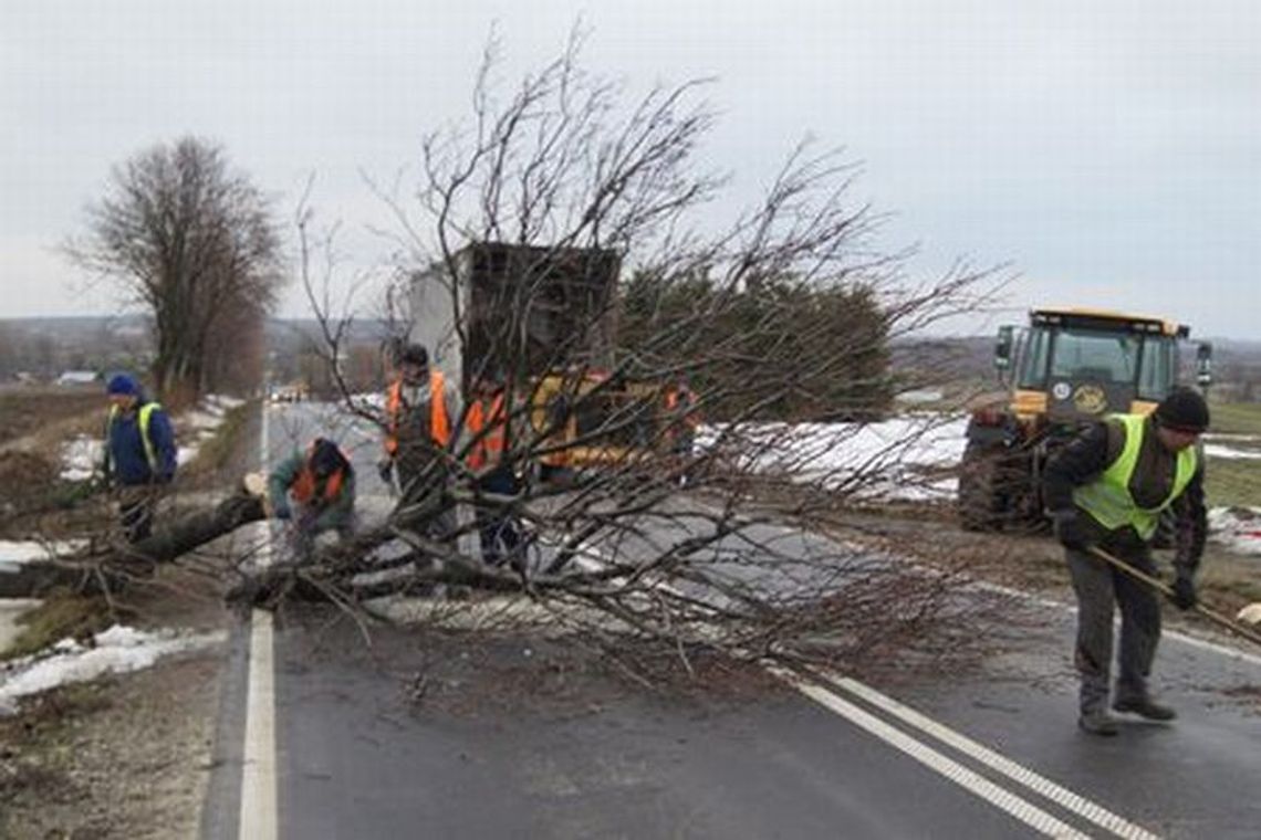 Wielkie cięcie na powiatówkach: Pod siekierę pójdzie 315 drzew Wielkie cięcie na powiatówkach: Pod siekierę pójdzie 315 drzew