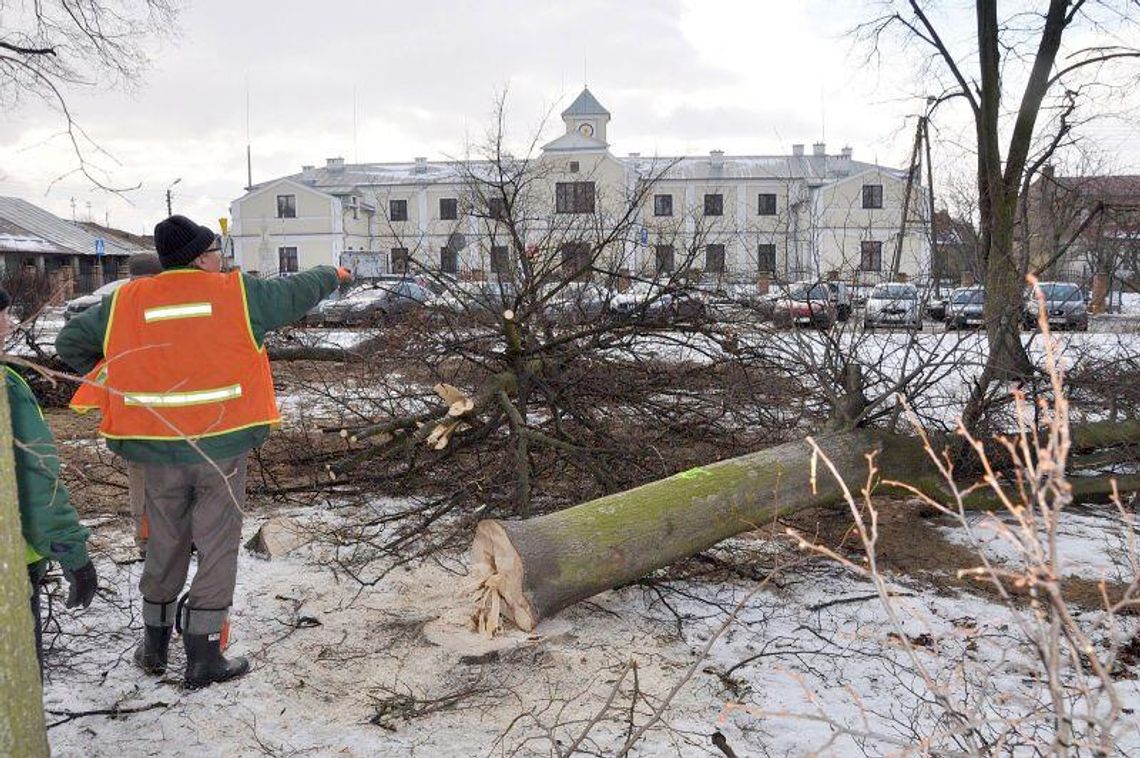Wielkie cięcie w Łęcznej. Zniknie prawie 60 drzew Wielkie cięcie w Łęcznej. Zniknie prawie 60 drzew