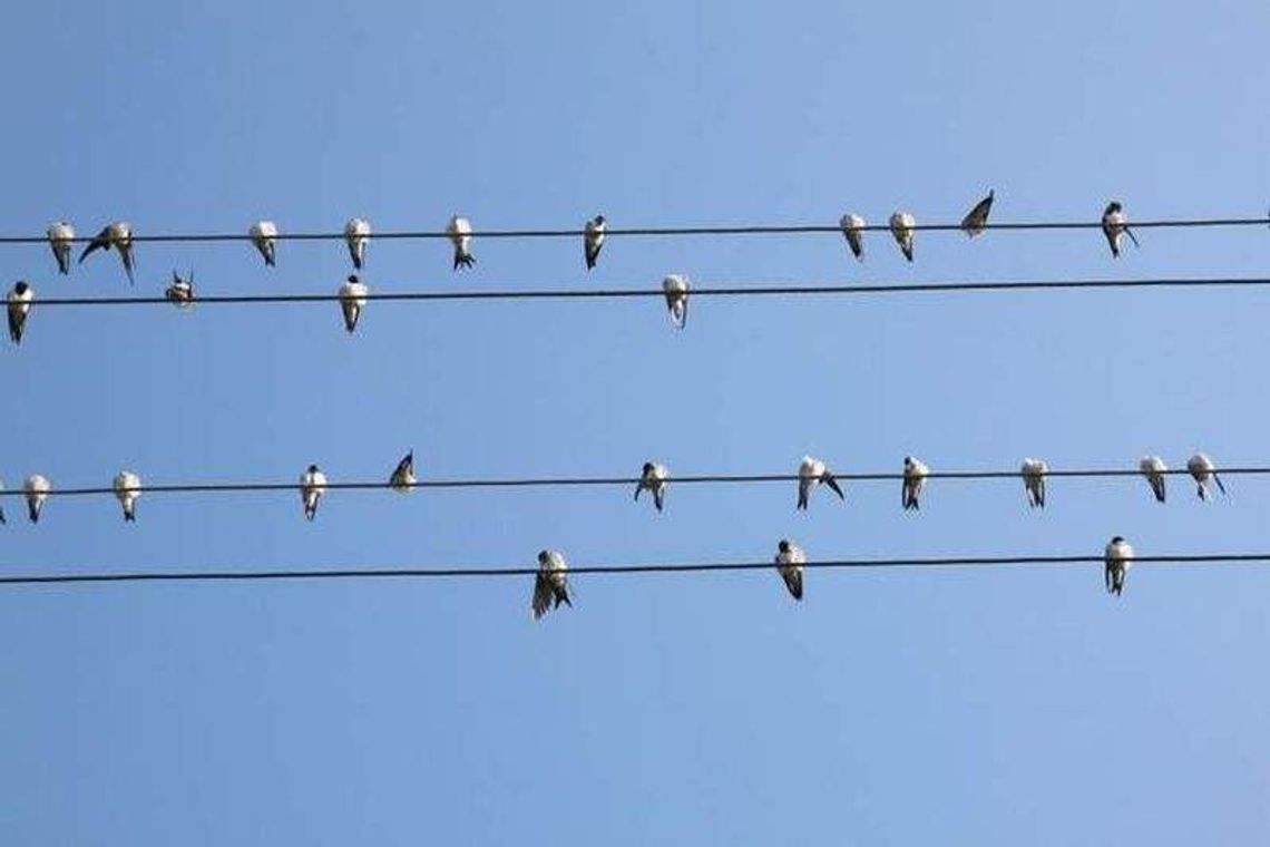 Wielkie liczenie ptaków w weekend. Wróbel znów liderem?