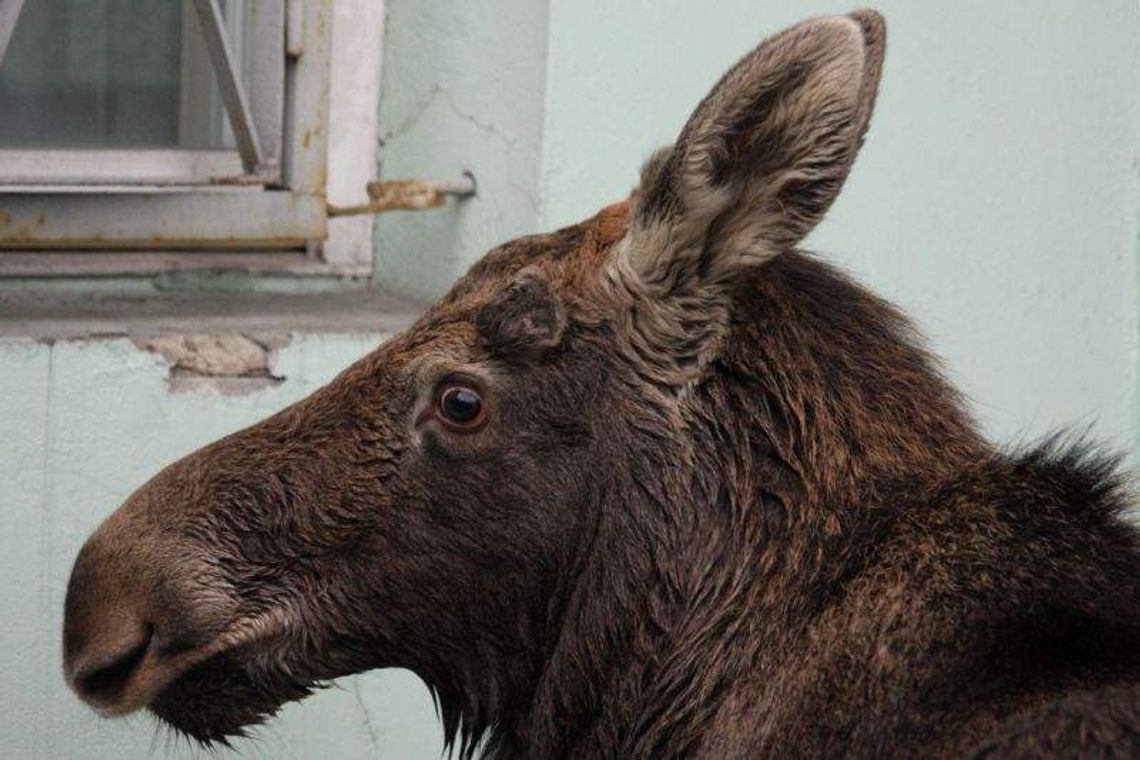 Wielkie liczenie zwierzyny w regionie. Ile łosi hasa po naszych lasach?
