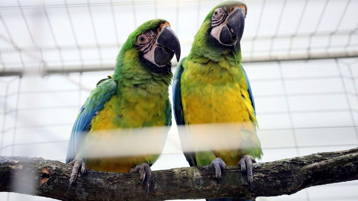 Wielkie święto zwierzolubów już w ten weekend w Lublinie