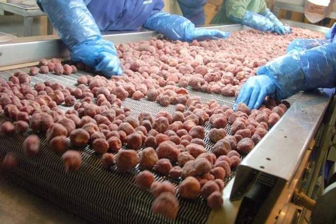 Wielkie zwolnienia w przetwórni w Rykach. Dzisiaj rozmowy z zarządem Wielkie zwolnienia w przetwórni w Rykach. Dzisiaj rozmowy z zarządem