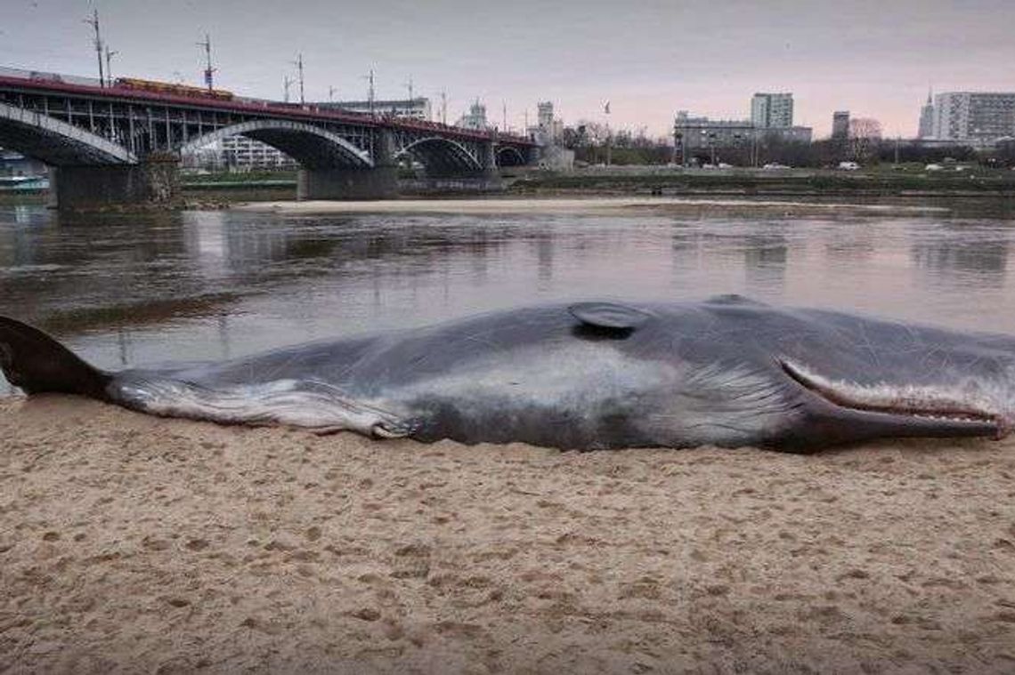 Wieloryb na brzegu Wisły w Warszawie. O co chodzi? 