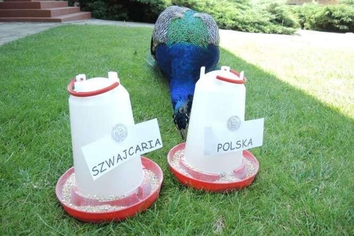 Wiemy kto wygra! Paw z Kozłówki wytypował zwycięzcę meczu Polska - Szwajcaria