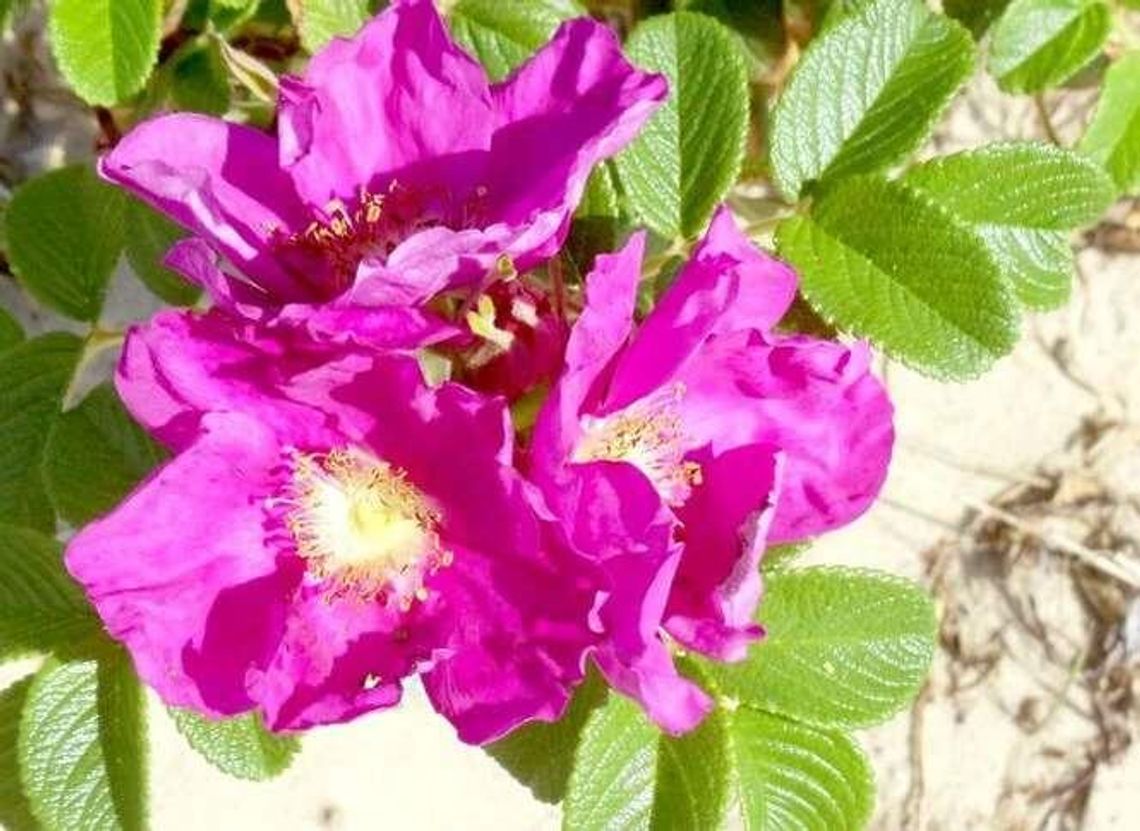 Wieniawa dostanie skwerek z fontanną