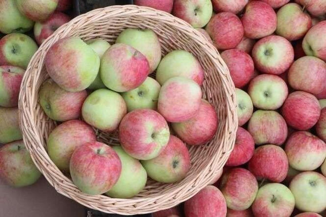 Wierzą w siłę jabłek. Czy cydr stanie się znakiem rozpoznawczym naszego regionu? Wierzą w siłę jabłek. Czy cydr stanie się znakiem rozpoznawczym naszego regionu?