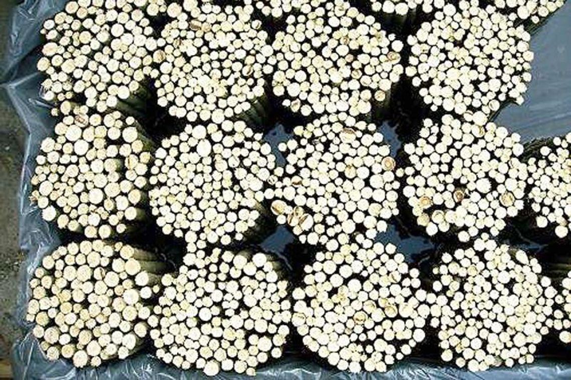 Wierzba energetyczna się nie opłaca. Rolnicy likwidują plantacje 