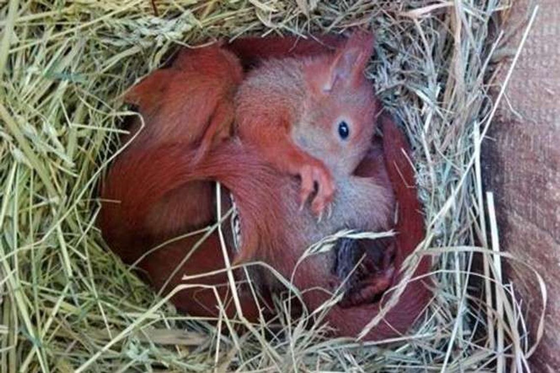 Wiewiórki-sieroty zostają w domu. Filmik z karmienia podbił serca internautów