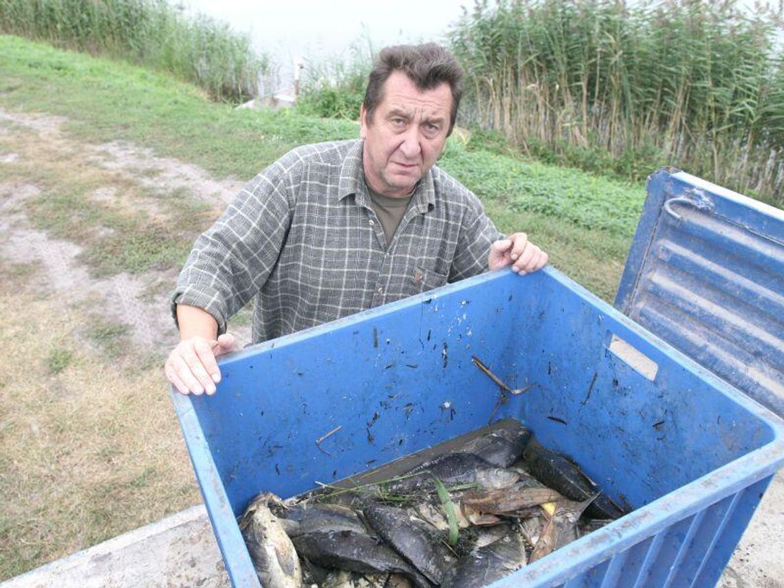 Wigilia bez karpia? Wirus KHV  rozprzestrzenia się