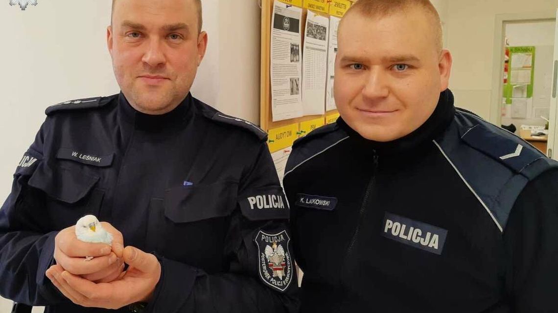 Wikt i opierunek dla papugi. Policjanci uratowali egzotycznego ptaszka