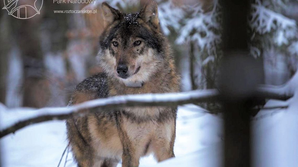 Wilk Kosy z Roztoczańskiego Parku Narodowego z nadajnikiem. Naukowcy poznają życie wilczej rodziny [zdjęcia]