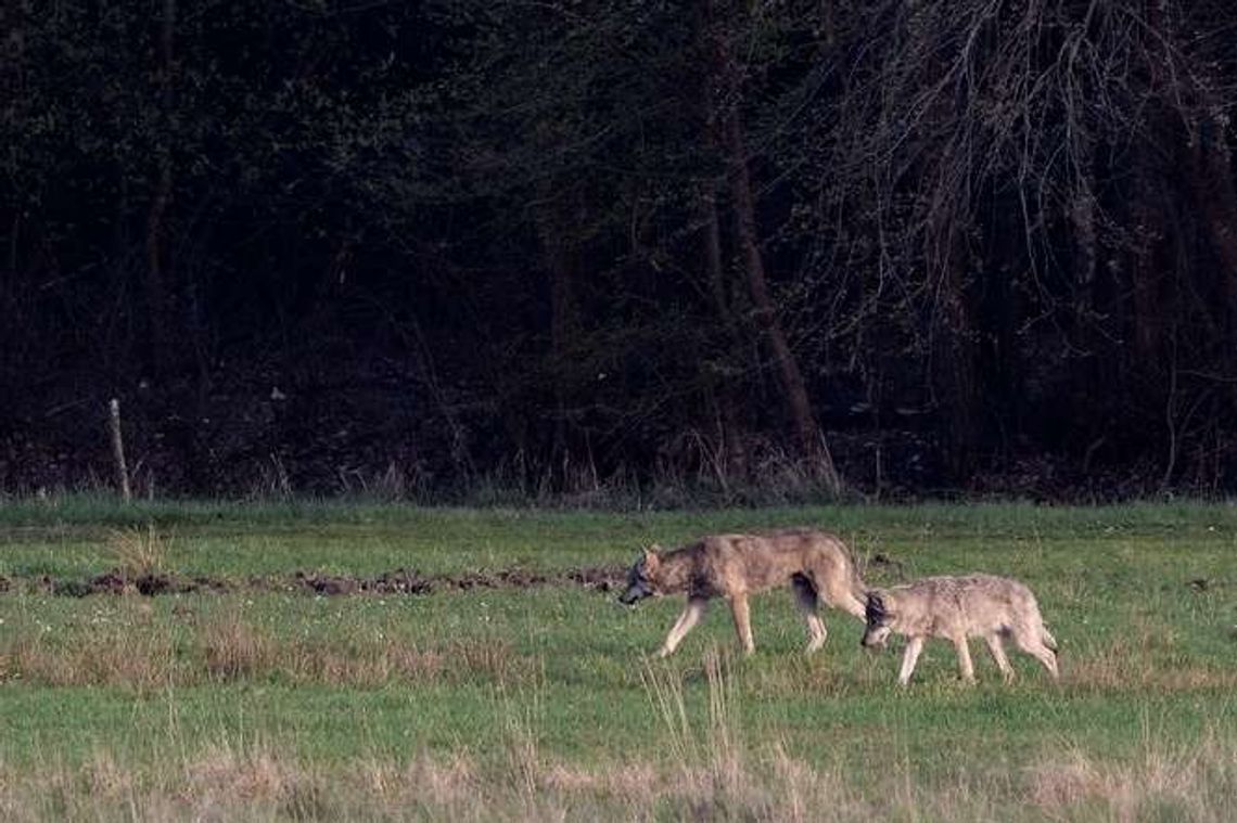 Wilki koło Puław widziane były już wcześniej [wideo, zdjęcia]