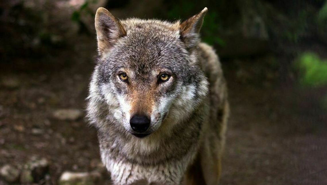 Wilki podchodzą bliżej. Jest reakcja urzędników